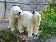 wieder vereint: Yoghi und Giovanna (©Foto: Tierpark Hellabrunn)